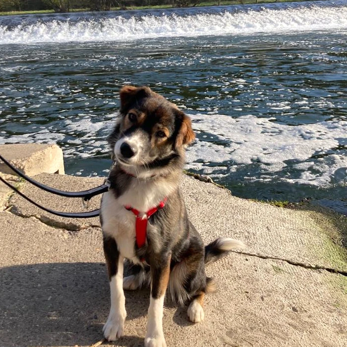 Mila sitzt mit schrägem Kopf am Wasser