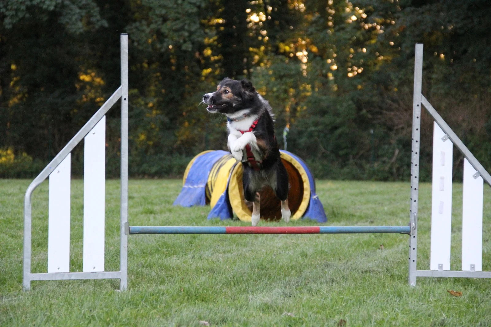 Mila springt fröhlich über eine Agility-Hürde