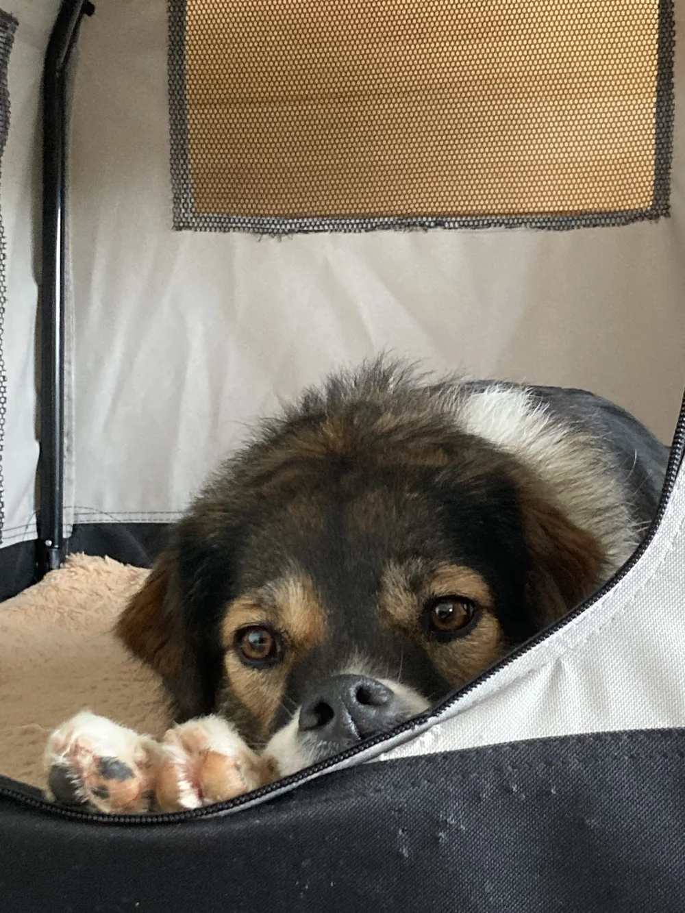 Mila schaut gemütlich aus ihrer Tasche