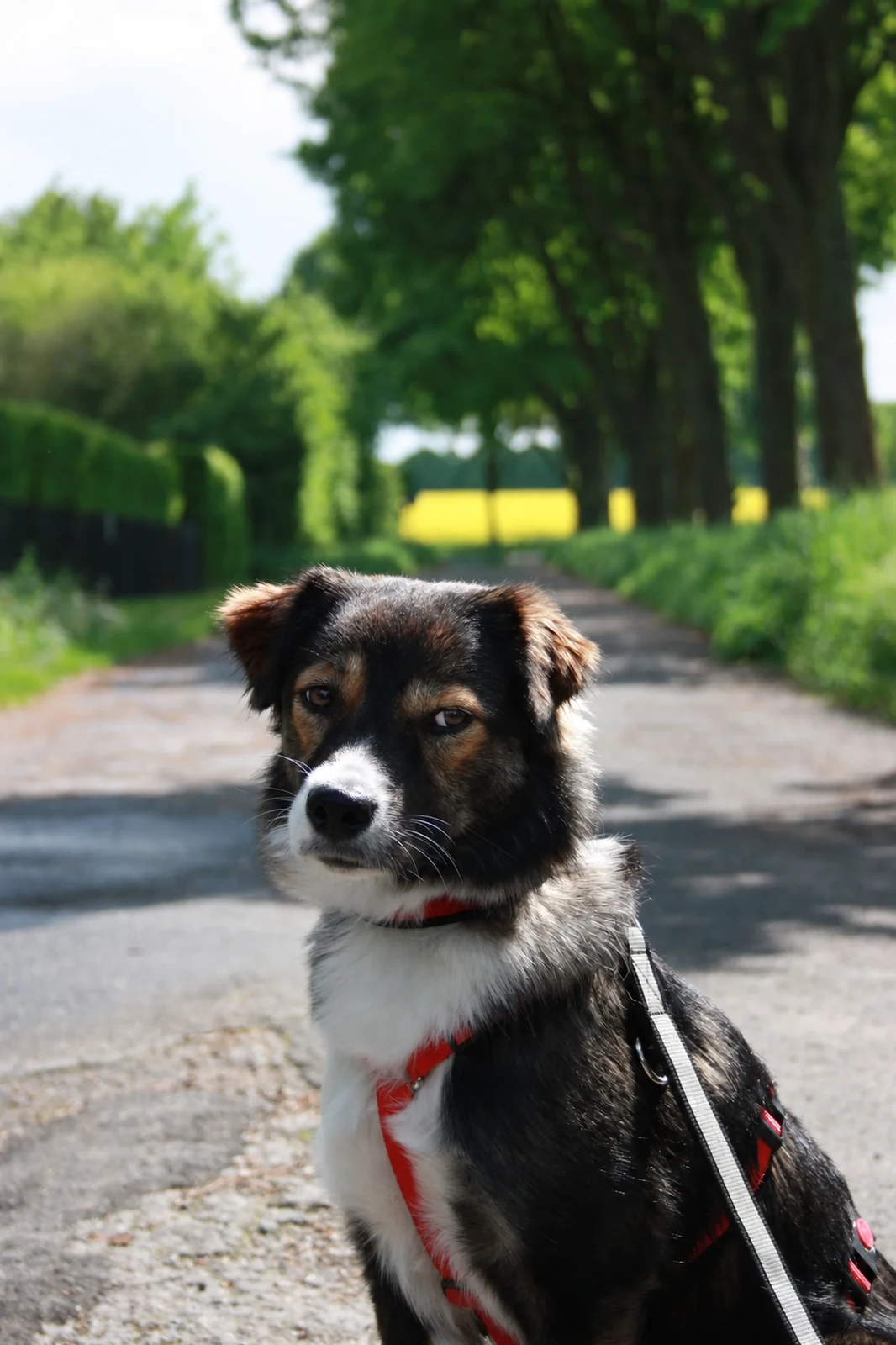 Mila sitzt mit herrlich skeptischem Blick auf einem sonnigen Feldweg