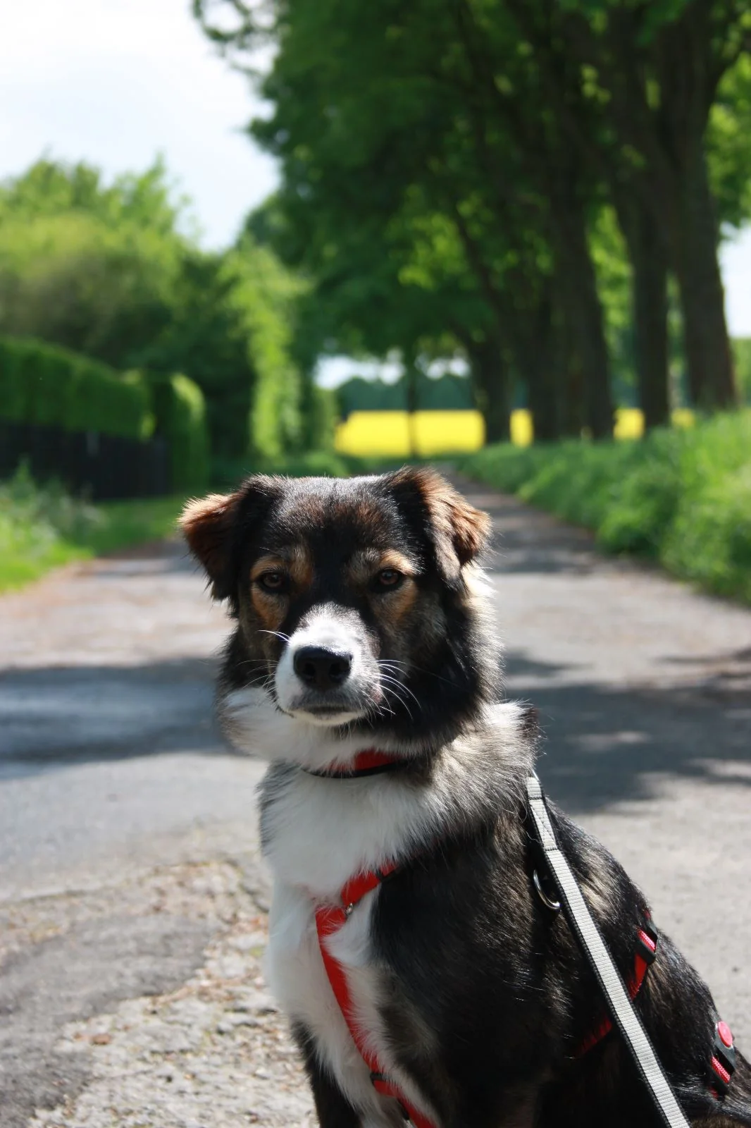Mila sitzt mit skeptischem Blick auf einem sonnigen Feldweg